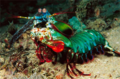Mantis shrimp - animals photo