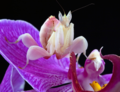 Orchid Mantis - animals photo