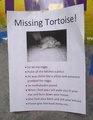 This Person Must Really Love their Turtle... - random photo