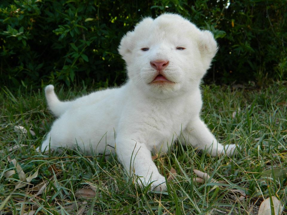 White-Lion-Cub-white-lions-32810366-960-