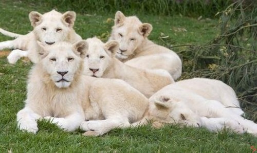  White Lions