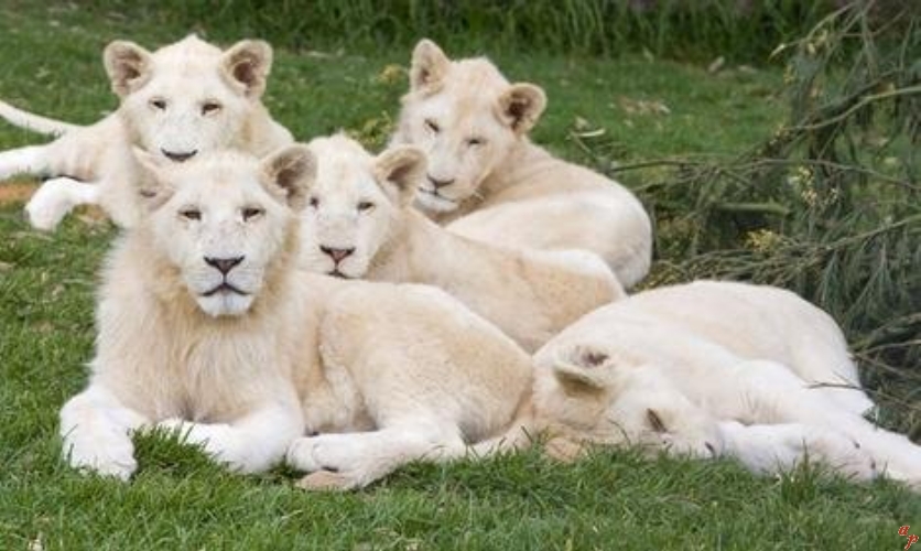 White-Lions-white-lions-32808037-836-500.jpg