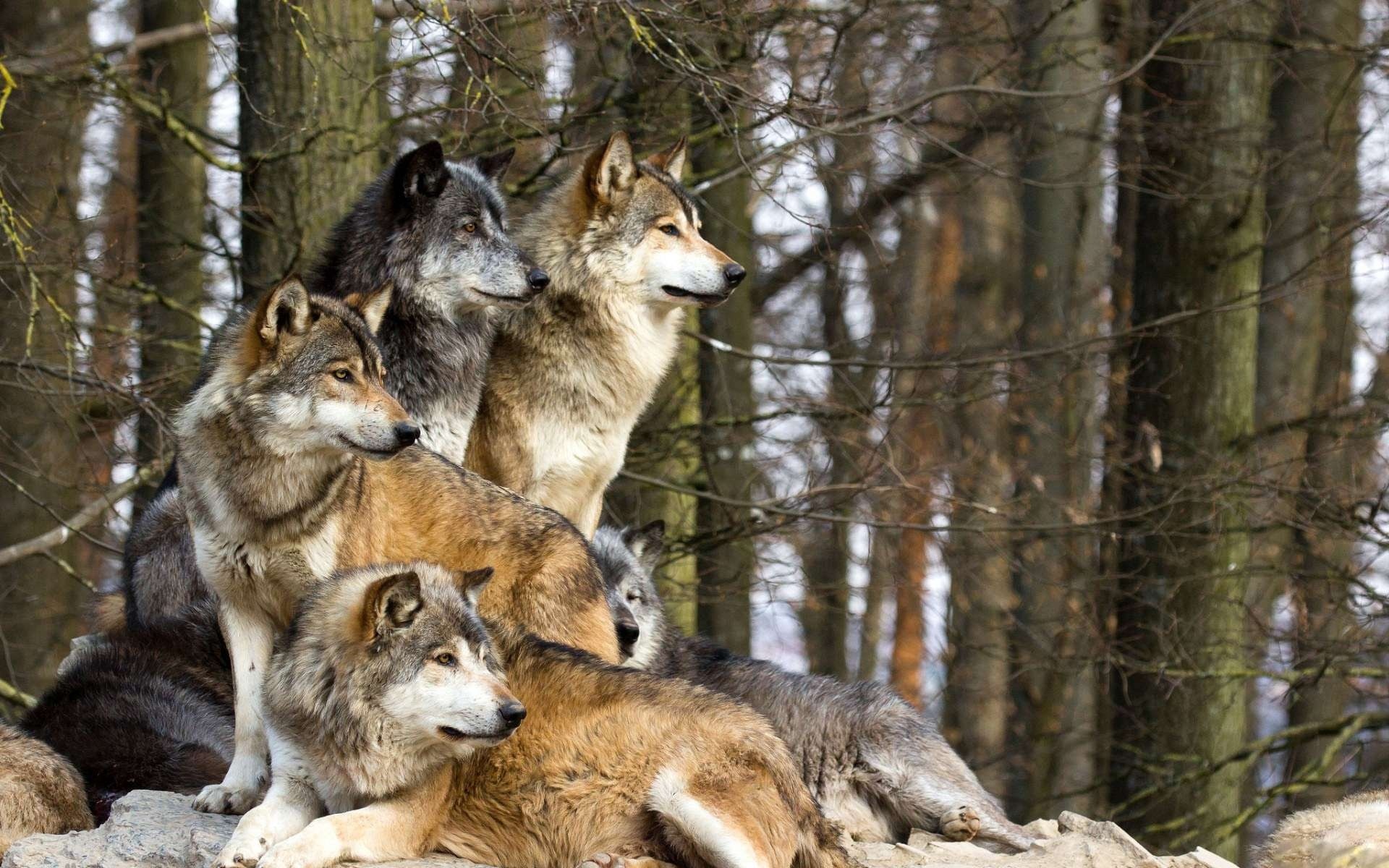 wolf-wolves-32863628-1920-1200.jpg
