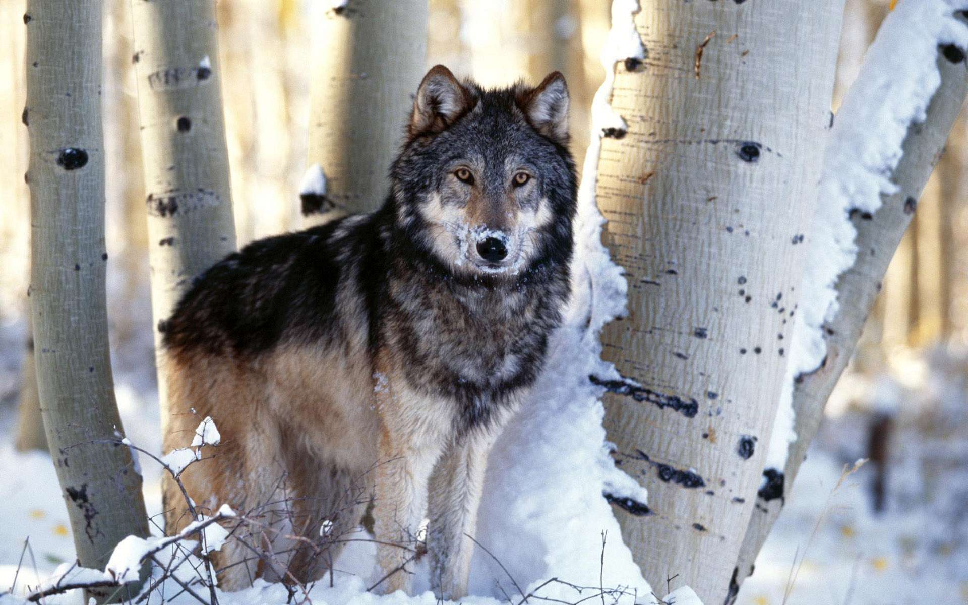 wolf - Wolves Wallpaper (32863708) - Fanpop