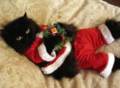 ★Cats love Christmas too☆ - christmas photo