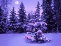 ★ Christmas trees ☆ - christmas photo