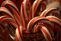 Candy Cane - christmas photo