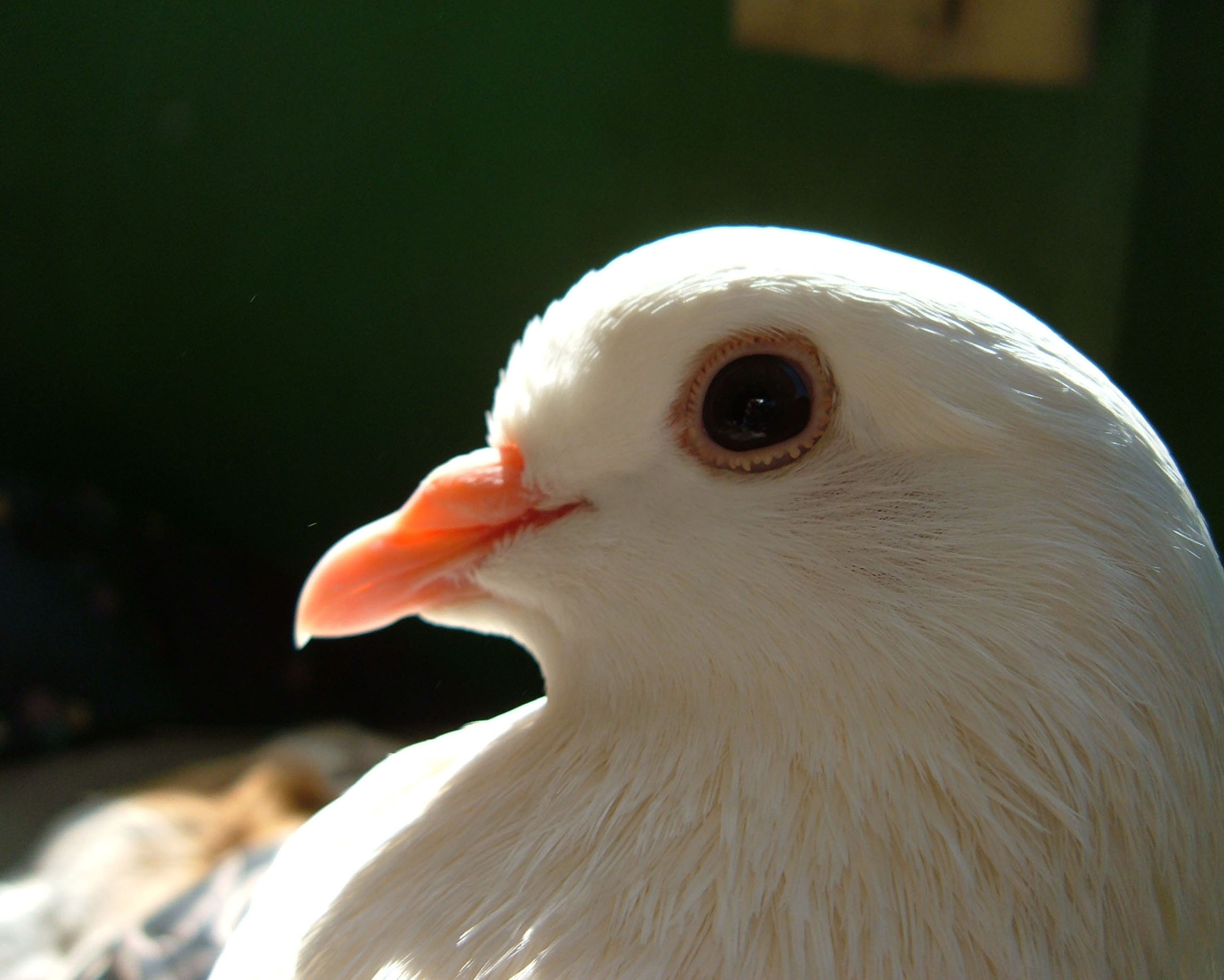 कबूतर - Doves चित्र (32938519) - फैन्पॉप