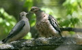 Doves - doves photo