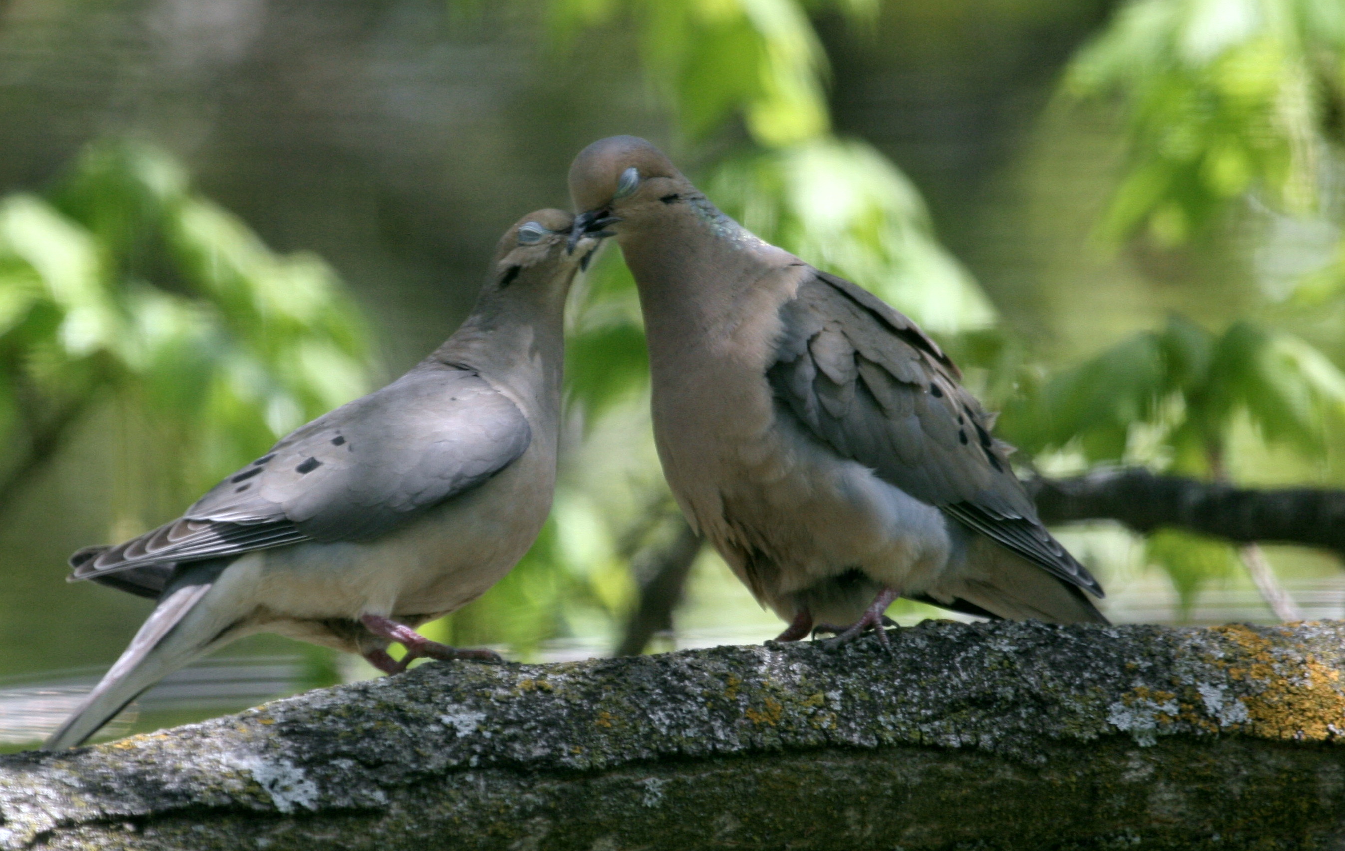 Doves - Doves Photo (32938469) - Fanpop