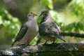 Doves - doves photo