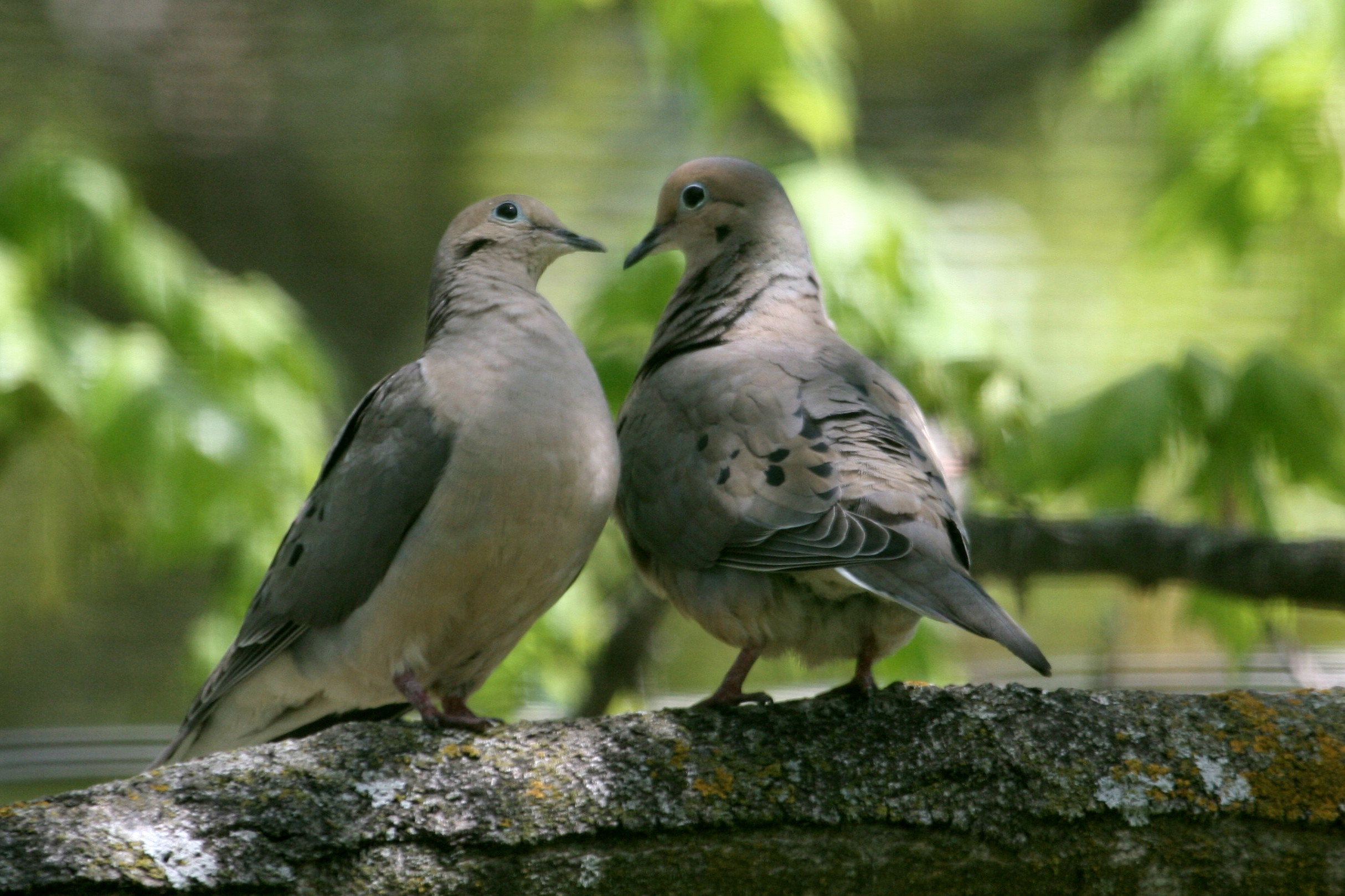 Doves - Doves Photo (32938472) - Fanpop