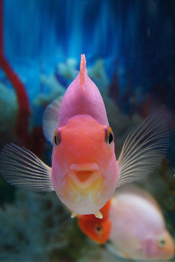 Fish - Underwater Photography Photo (32968125) - Fanpop