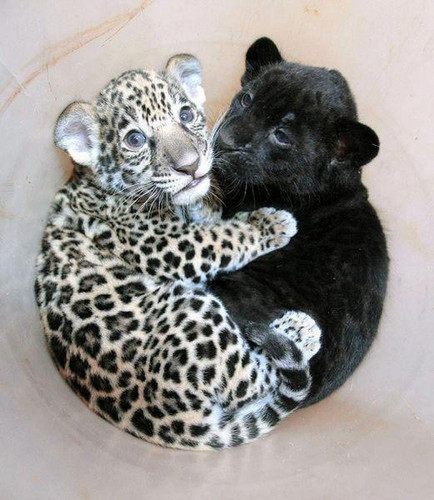  Leopard cubs