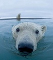 Polar Bear  - animals photo