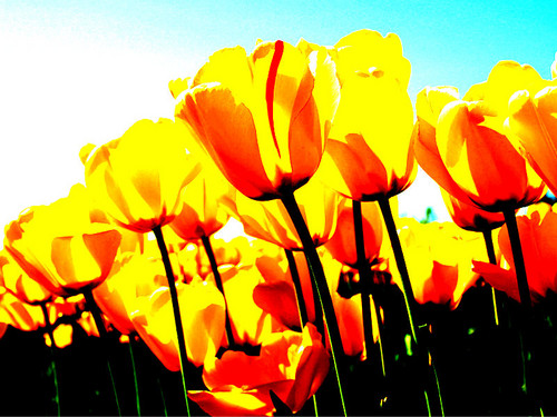  Solar smacked tulips