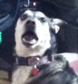 This is my dog Sophie and her WTF face! :D - dogs photo