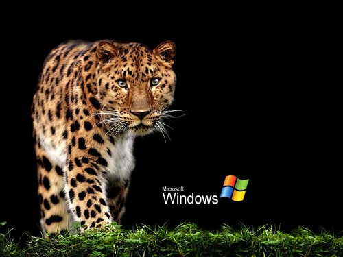  Windows XP Leopard