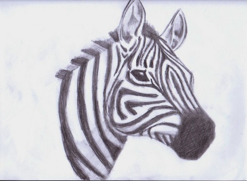  zebra, kuda belang drawing