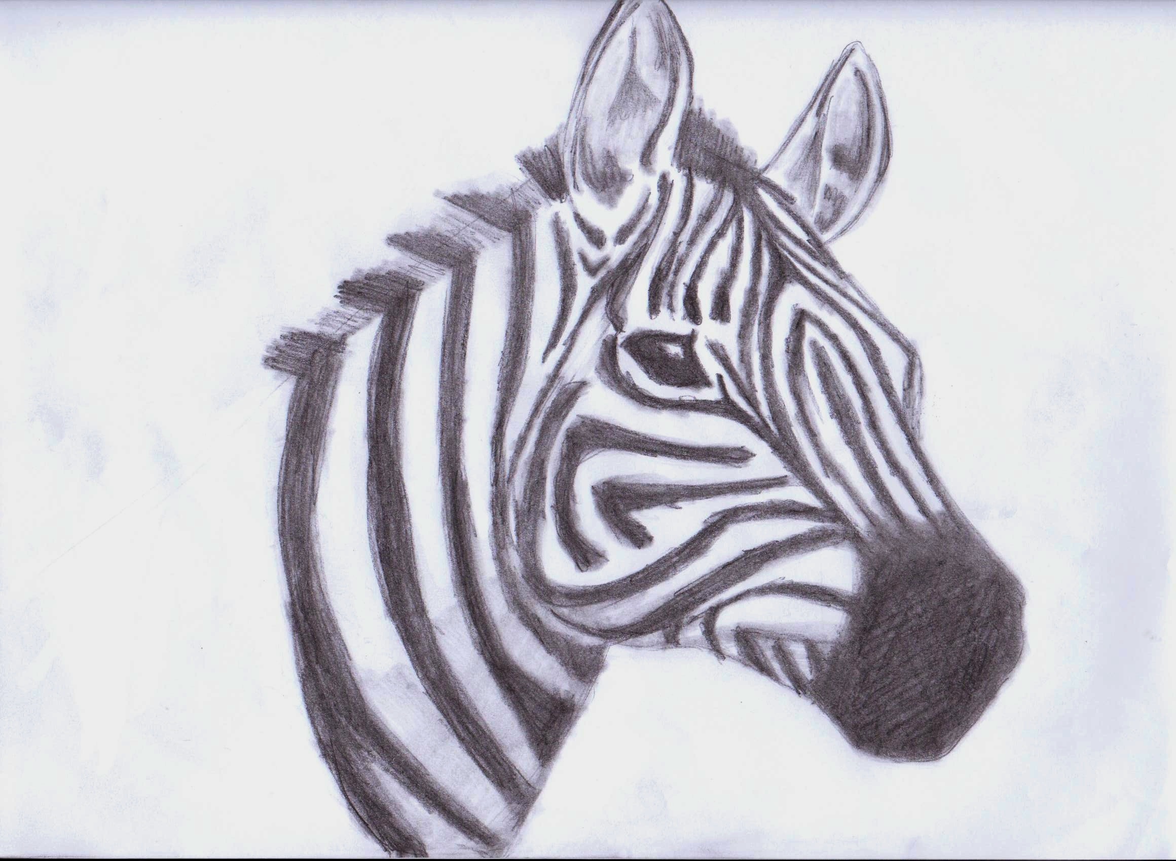 Zebra drawing - boytoy_84 Fan Art (33043956) - Fanpop