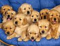10 golden retrevier puppies - animals photo