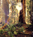 Enchanted Forest - fantasy photo