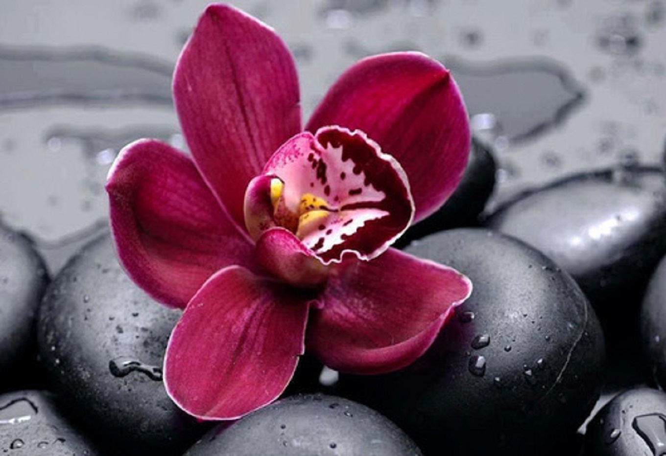Red Orchid Wallpaper