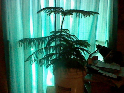  big درخت little درخت :)