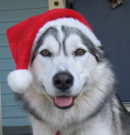  クリスマス dog