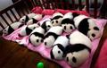 12 cute pandas - animals photo