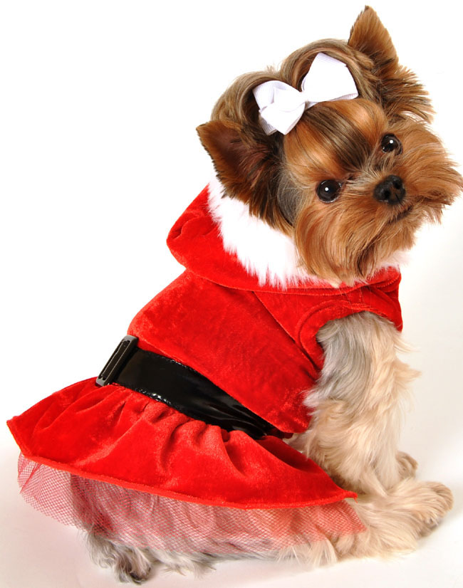 Милые костюмчики для собак на Новогодние праздники