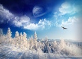 winter wonderland - fantasy photo