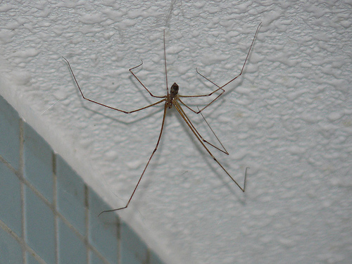 Daddy Long Legs Spider