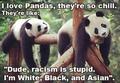 Pandas - animals photo