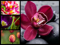 Tropical Flower Collage - flowers fan art
