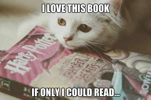 kitty read