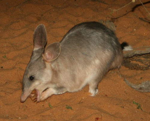  Australian binatang