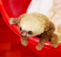 Baby Sloth  - animals photo