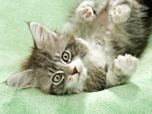  Cute Gatti