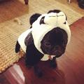 Cute Panda - beautiful-pictures photo
