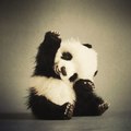 Cute Panda - beautiful-pictures photo