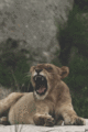 Lioness  - animals photo