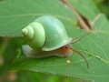 Snail  - animals photo