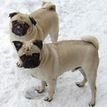 Snow Pug - dogs photo