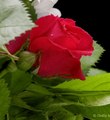 colorful roses - roses photo