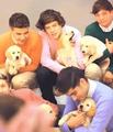 1D WITH animals<3 - one-direction photo
