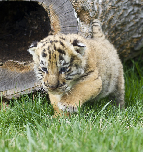  Baby tigres