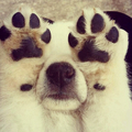 Cute Dog :) - dogs photo