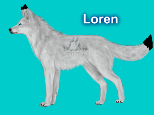  Loren- she chó sói, sói