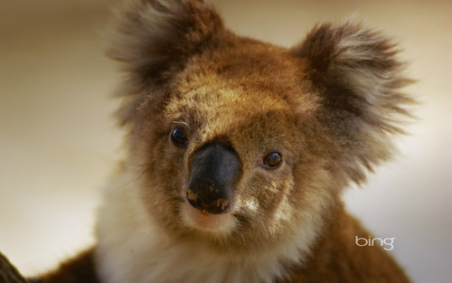  A portrait of a koala